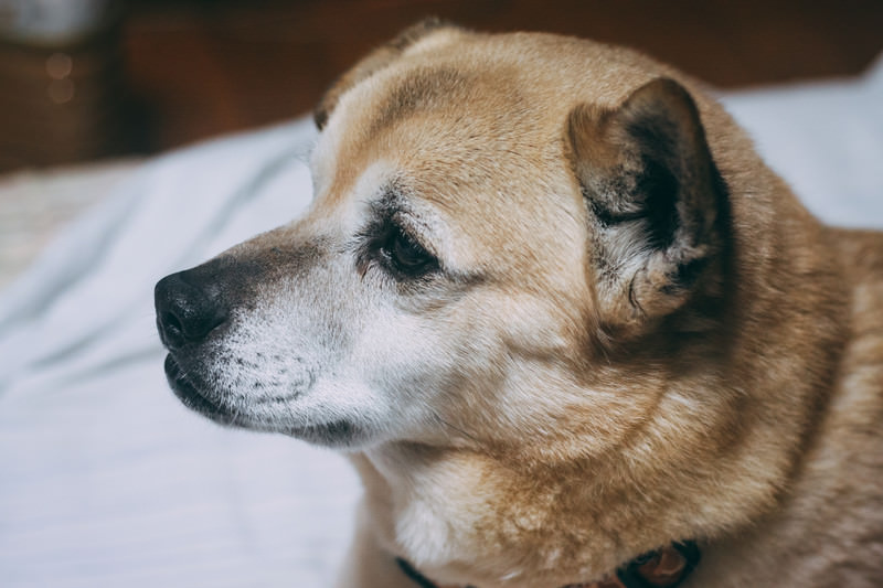 日本人が愛する犬種TOP10！人気犬種の特徴と魅力を徹底解説
