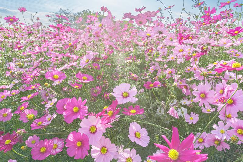 日本の秋を彩る花10選！【写真付き】コスモス、彼岸花、キンモクセイなど、秋の絶景を彩る花々をご紹介