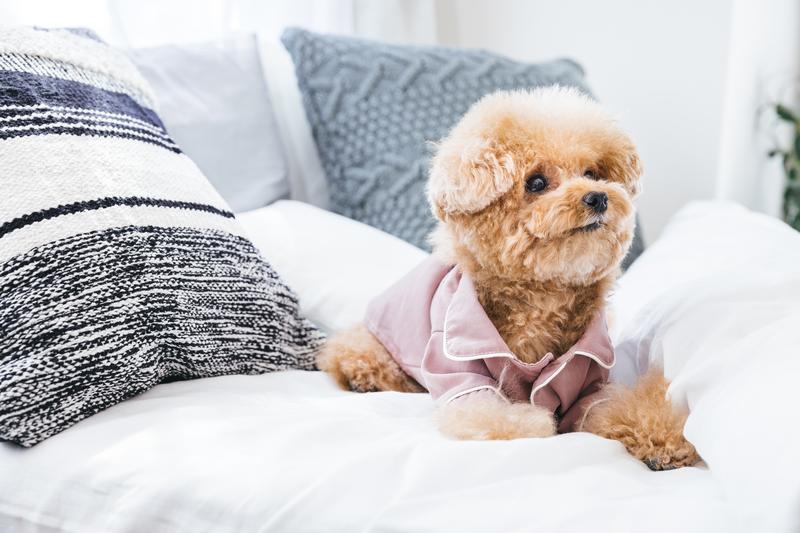 犬との暮らしをもっと楽しく！初心者向け完全ガイド