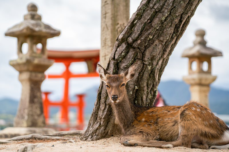 広島のおすすめお土産