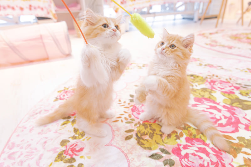 広島猫カフェベスト3！猫好き必見のおすすめ店