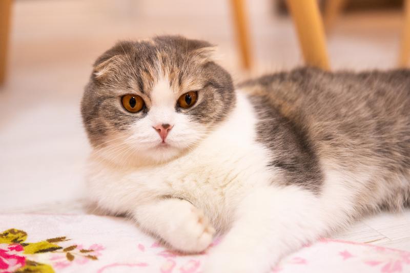 【2026年最新】全国ペット人気ランキング！犬・猫・小動物のトレンドと選び方のポイント