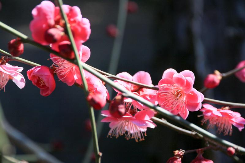 全国の植物園・フラワーパークおすすめ人気ランキングTOP40！季節ごとの絶景と癒やしの名所を完全網羅